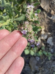 Phacelia integrifolia
