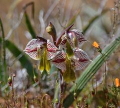 Gladiolus watermeyeri