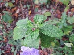 Ruellia spectabilis