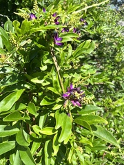 Wisteriopsis reticulata