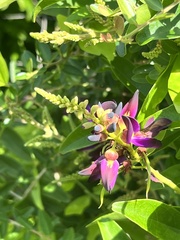 Wisteriopsis reticulata