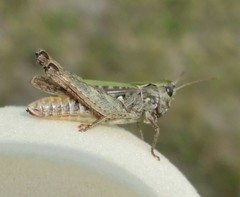 Omocestus haemorrhoidalis