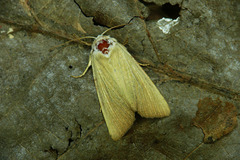Arenostola phragmitidis