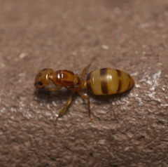 Gesomyrmex howardi
