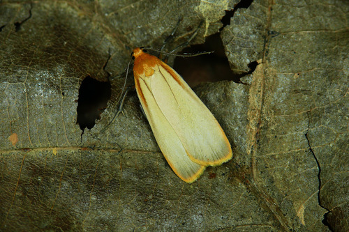 Buff Footman