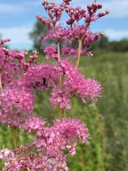 Filipendula rubra
