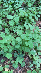 Vancouveria hexandra