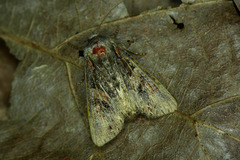 Lacanobia contigua