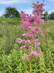 Filipendula rubra