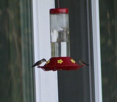 Selasphorus calliope