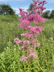 Filipendula rubra