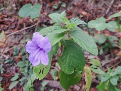 Ruellia spectabilis