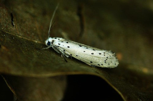 Cherry Ermine