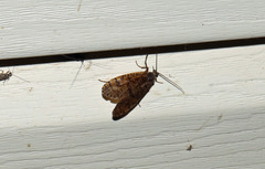 Ptilostomis ocellifera