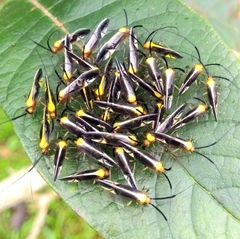 Thyrsophorinae