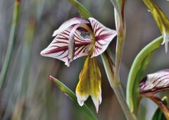 Gladiolus watermeyeri