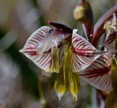 Gladiolus watermeyeri