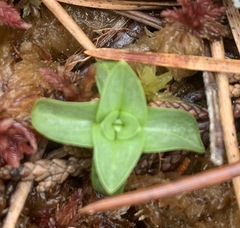 Gentiana douglasiana