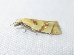 Phtheochroa vitellinana