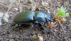 Lucanus cervus turcicus