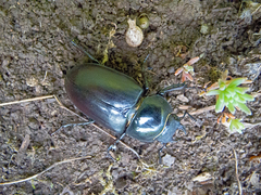 Lucanus cervus turcicus