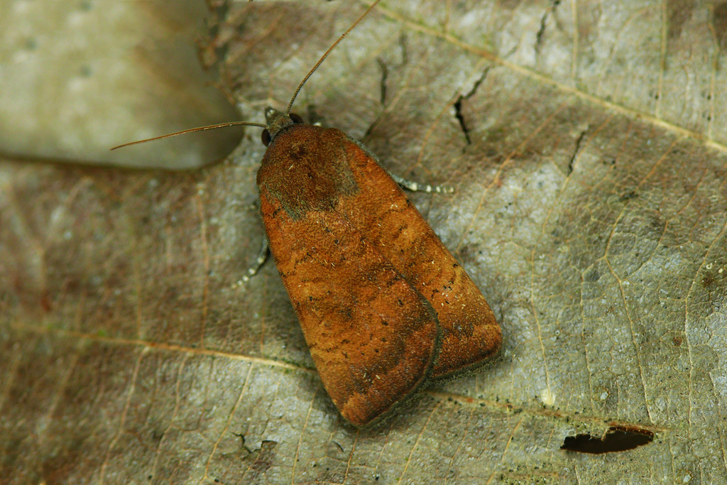 Least Yellow Underwing