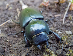 Lucanus cervus turcicus
