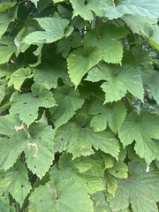 Humulus lupulus