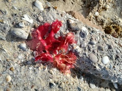 Metacallophyllis laciniata