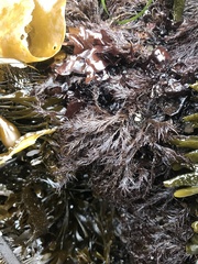 Odonthalia floccosa