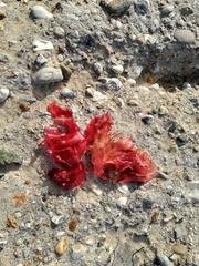 Metacallophyllis laciniata