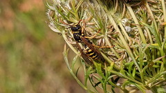 Polistes dominula