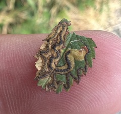 Stigmella anomalella