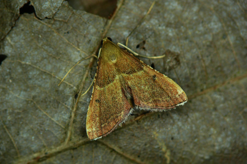 Karpytasparnis Ugniukas nuotrauka