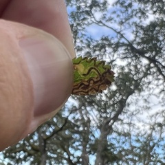 Stigmella anomalella