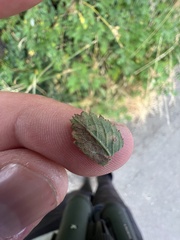 Stigmella anomalella