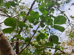 Pithecellobium excelsum