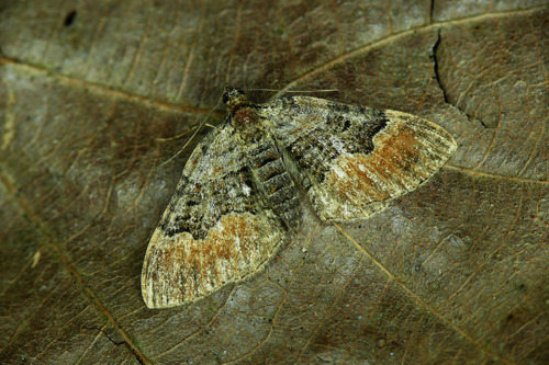 Large Twin-spot Carpet