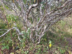 Pithecellobium excelsum