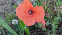 Papaver rhoeas