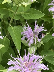 Melissodes bimaculatus