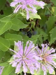 Melissodes bimaculatus