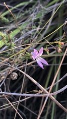 Cyphia volubilis volubilis