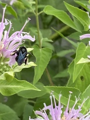 Melissodes bimaculatus