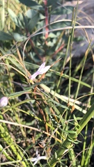 Cyphia volubilis volubilis