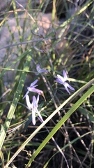 Cyphia volubilis volubilis