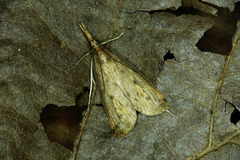 Schoenobius gigantella