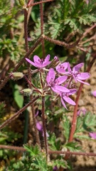Erodium cicutarium cicutarium