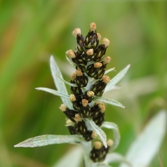 Omalotheca norvegica