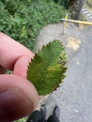 Stigmella anomalella